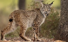 Fears as lynx reintroduction back on Scottish agenda