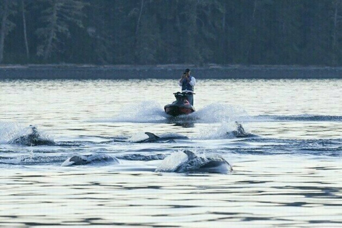B.C. jet skier fined $5,000 for intentionally approaching marine mammals too closely