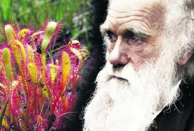 How Darwin's observations led to our knowledge of plant behaviour