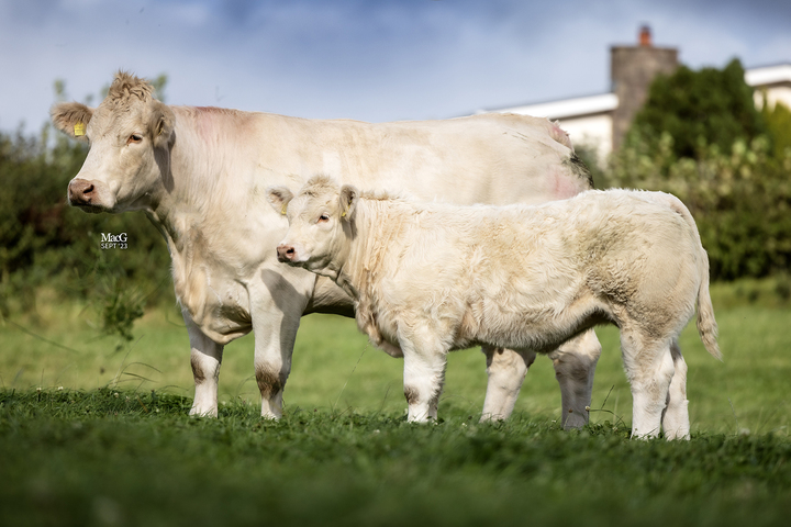 Gretnahouse Popular with its heifer calf Unpopular