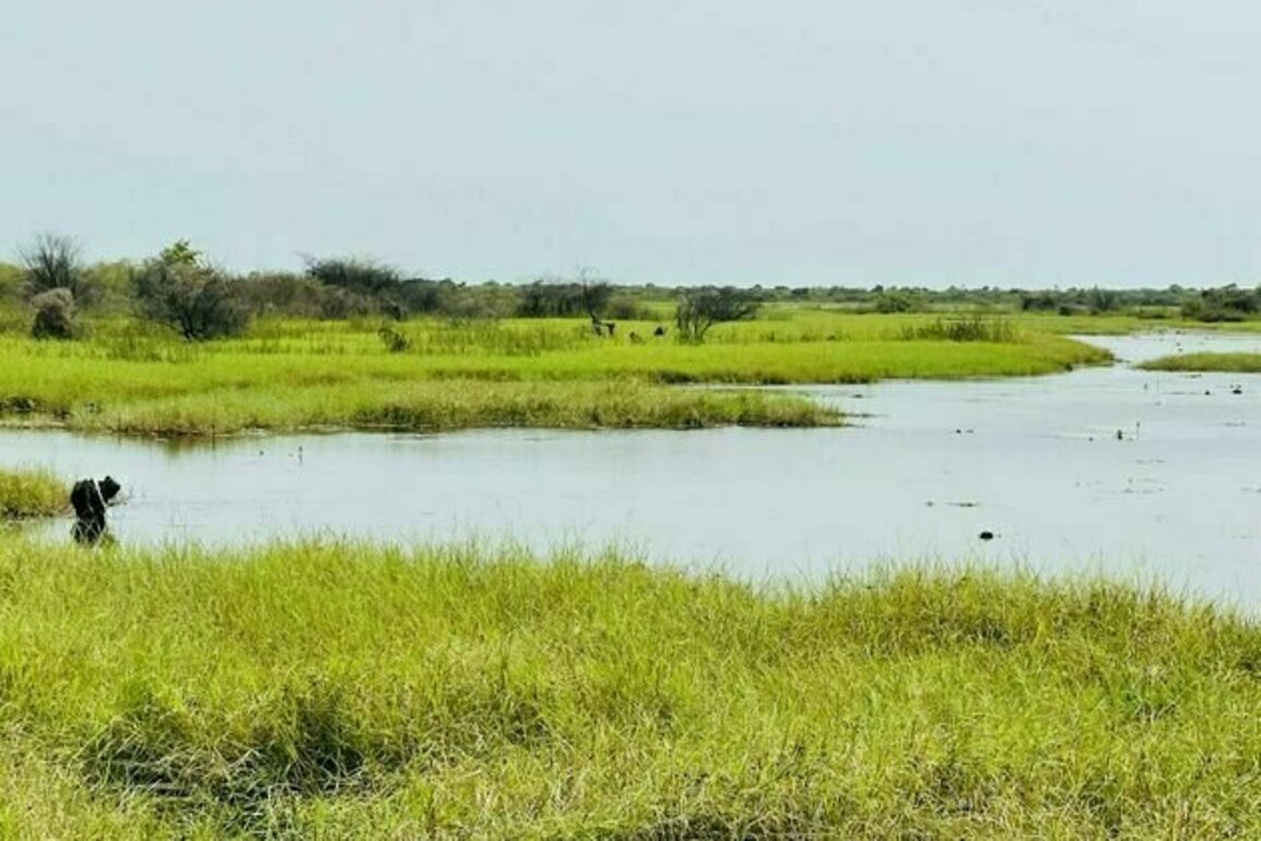 Nigeria's Hadejia wetlands are a vital stopover for migrating birds: new survey records species found in the park