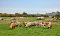 Sharp commercial focus for regenerative farming brothers 