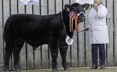 Aberdeen-Angus' lead native judging at Stars of the Future calf show event