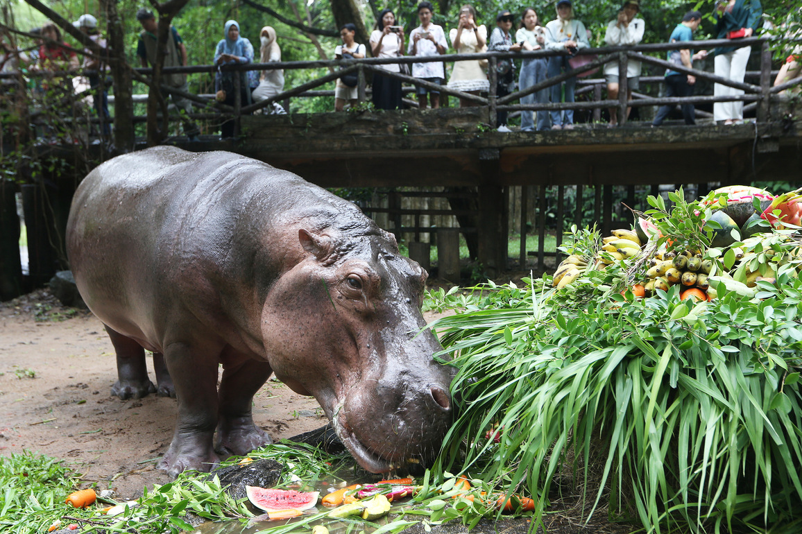 THAILAND-CHONBURI-HIPPO-BIRTHDAY