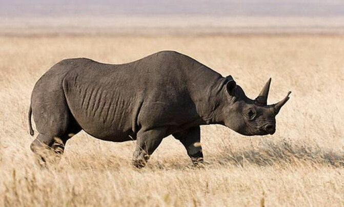 S.Africa's first online rhino horn auction ends S.Africa's first online rhino horn auction ends