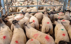 Increased demand for ram lambs ahead of the Muslim festival 