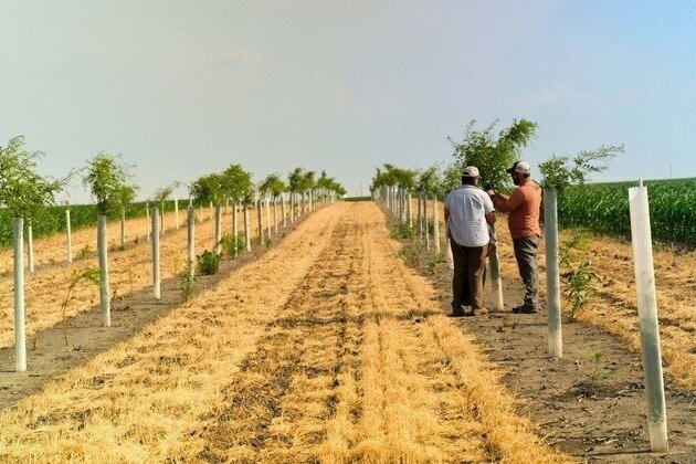 WI farmers can cash in on trees through new federally funded program 