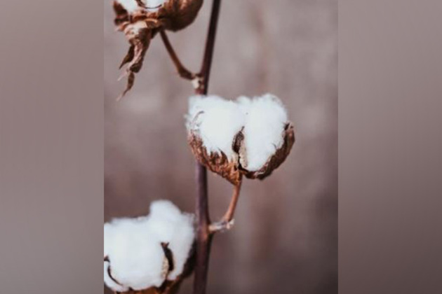 US poised to gain most from India's raw cotton import duty waiver: GTRI