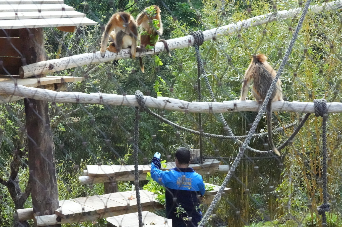 FRANCE-SAINT-AIGNAN-CHINA-GOLDEN MONKEYS-DEBUT