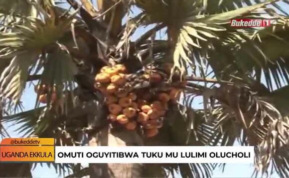 Tukuleetedde omuti oguyitibwa Tuku mu lulimi Olucholi. Tukuleetedde omuti oguyitibwa Tuku mu lulimi Olucholi.