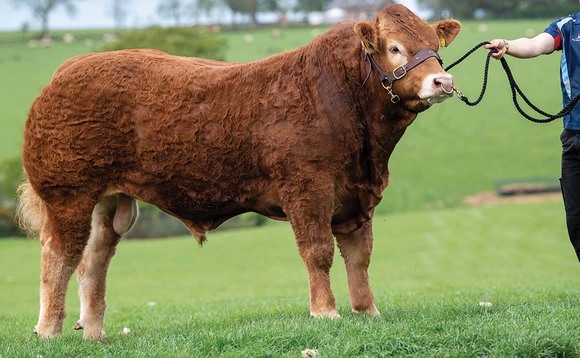 High of 8,000 for online Limousin sale