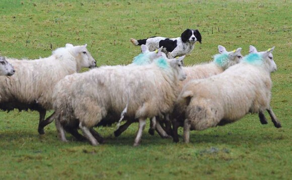 Tackle sheep worrying by lifting e-collar ban, says dog group