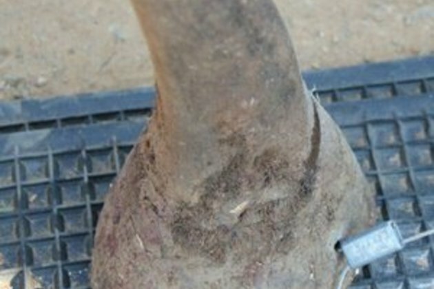 2 arrested in &#039;one of biggest hauls&#039; of rhino horns