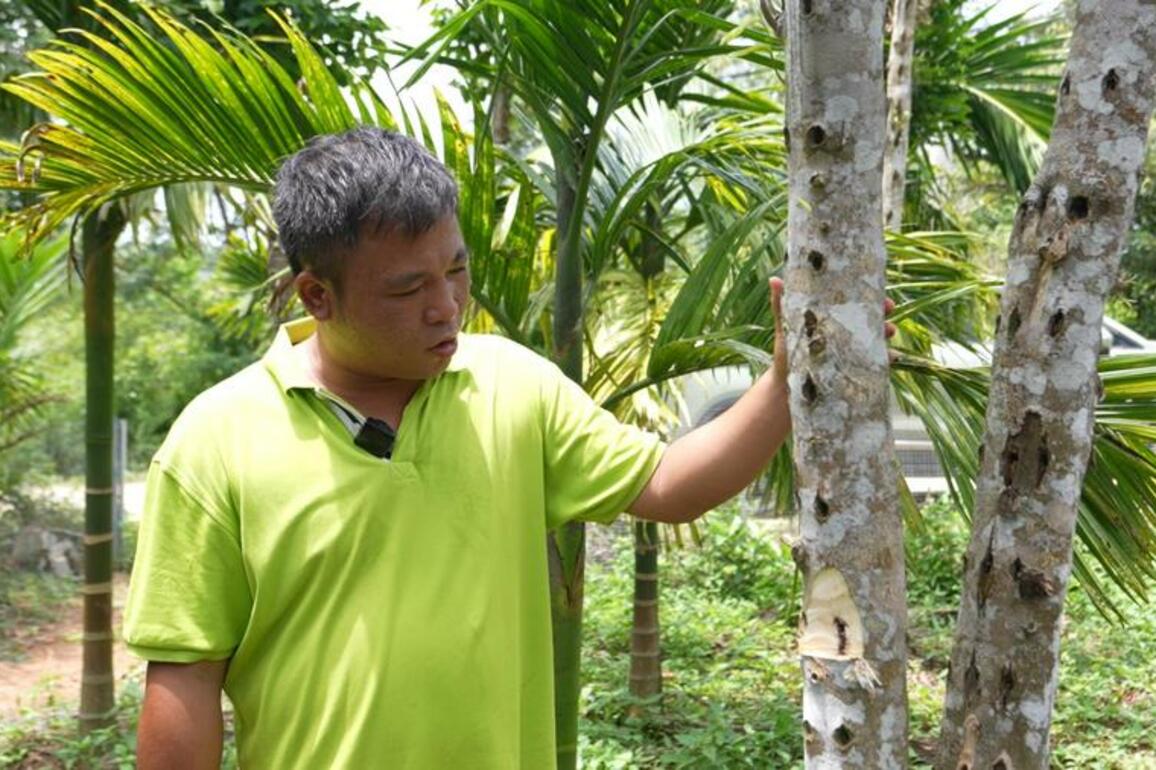 Agarwood industry blossoms in China's Hainan