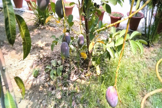 Ayodhya farmer grows world's most expensive mango in home garden