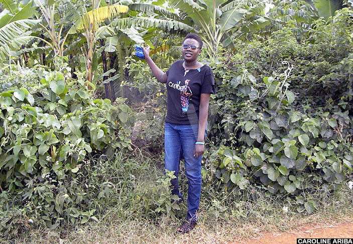  he writer points at the banana plantation in atingo village where  has been carried out