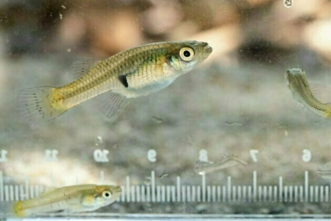 Smart is sexy - new study on fish doing puzzles hints intelligence partly evolved via sexual selection