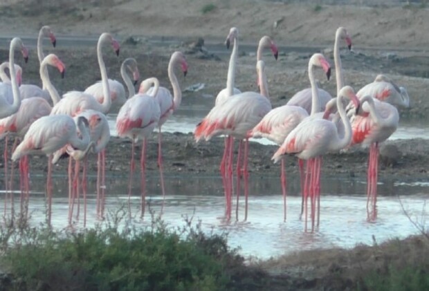 Tamil Nadu: Large flock of flamingos arrive in coastal areas of Thoothukudi