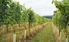 How one Hertfordshire arable farm has diversified into viticulture