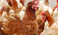 What you need to know about bird flu