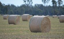 Hay prices have risen significantly in recent weeks, as farmers desperately seek feed. 