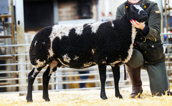 Sales round up: Suffolks sell to 6,200gns, Simmental bull record in Wales, bumper dairy trade at Skipton