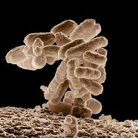 IBS and SIBO have overlapping symptoms- here's what you need to know about these different digestive conditions