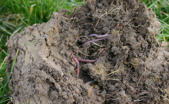 How 'soil first' thinking has driven a system change on one Norfolk Farm