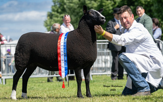 Zwartbles takes top spot in the sheep rings at Royal Three Counties