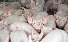 No light at the end of the tunnel for pig sector