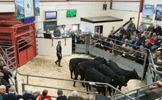 Strong store cattle trade at Louth
