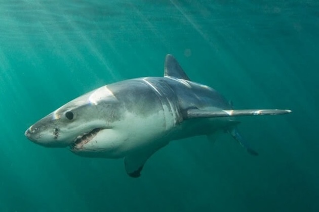 Sydney beaches closed after Saturday's deadly shark attack