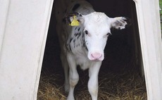 Curbing the risk of crypto in calves
