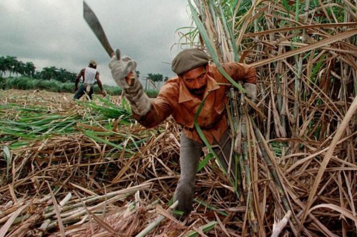 Sugar Industry Collapse in Cuba - Havana Times
