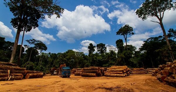 'Little sense of urgency': Government accused of not moving fast enough to deliver promised forest protection rules - Vimarsana News