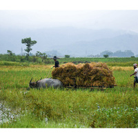 Rural cultivation incomes under pressure as food prices decline: Report