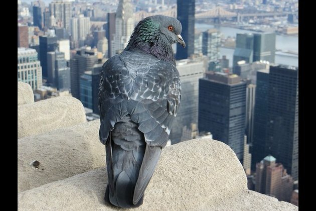 Study says 9/11 'glowing tribute' bamboozles, kills 160,000 birds