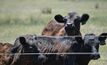 Australian beef exports still strong despite US tariffs. 