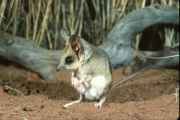 Australia's cutest mammal is now Australia's cutest three mammals