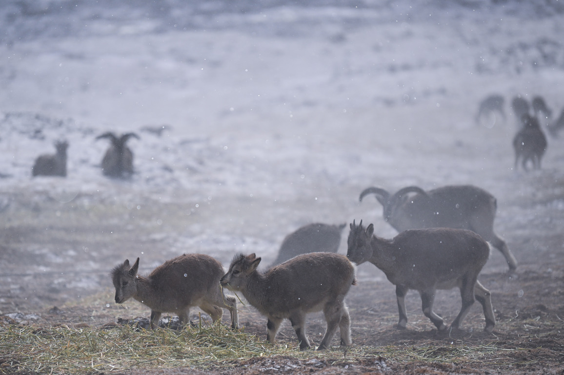 Microbe-diet synergies help animals adapt to Qinghai-Tibet Plateau