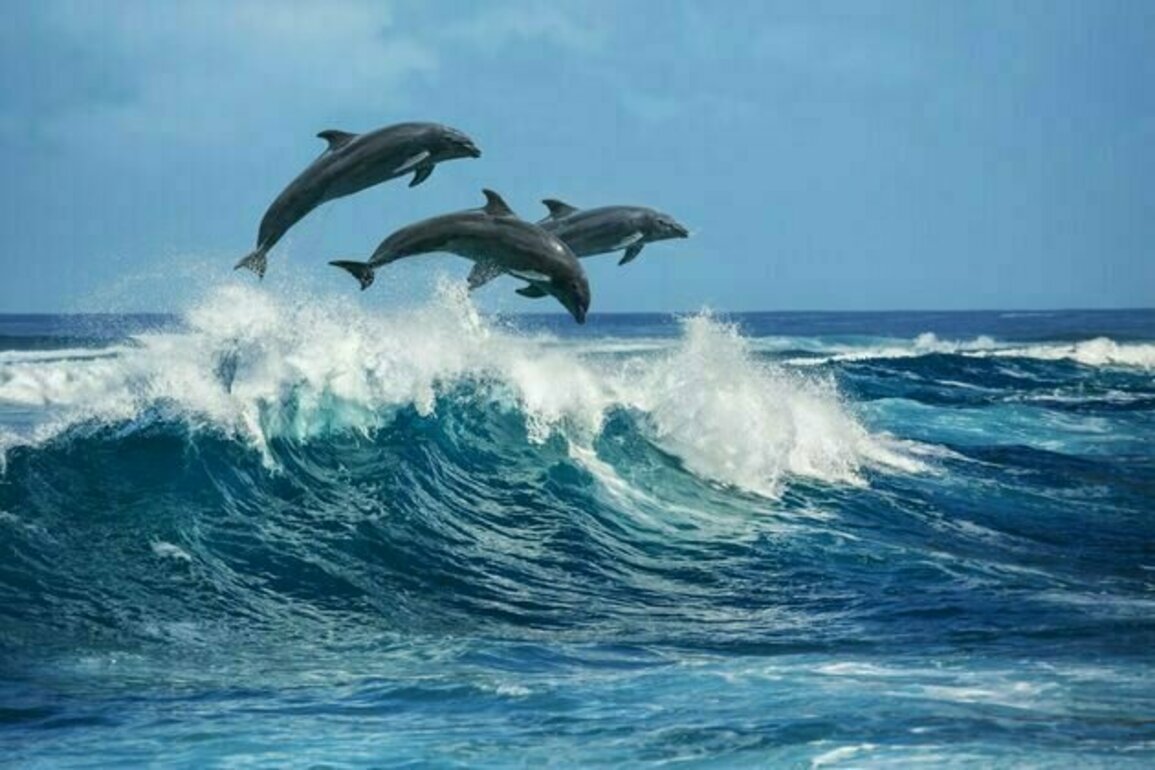 Curious Kids: Why do dolphins jump out of the water?