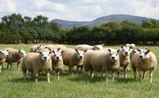 Scotland and Wales to introduce new bluetongue movement rules
