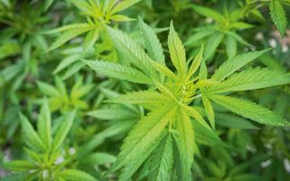 Hemp has been hailed as 'super crop' by Scottish exports