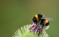 Why invest in a biodiversity champion?