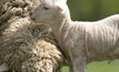  In a world-first study, researchers from Western Sydney University have shown pregnancy in Merino ewes can be detected by analysing wool. Photo courtesy Western Sydney University.