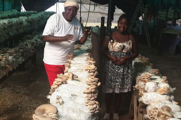 (Hello Africa) Mushroom farming creates income opportunities for Zambians