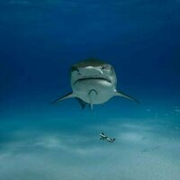 Sharks now roam the open ocean. But for 200 million years, they only lived near the sea floor
