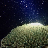 CAMBODIA-PHNOM PENH-CORAL SPAWNING-DISCOVERY