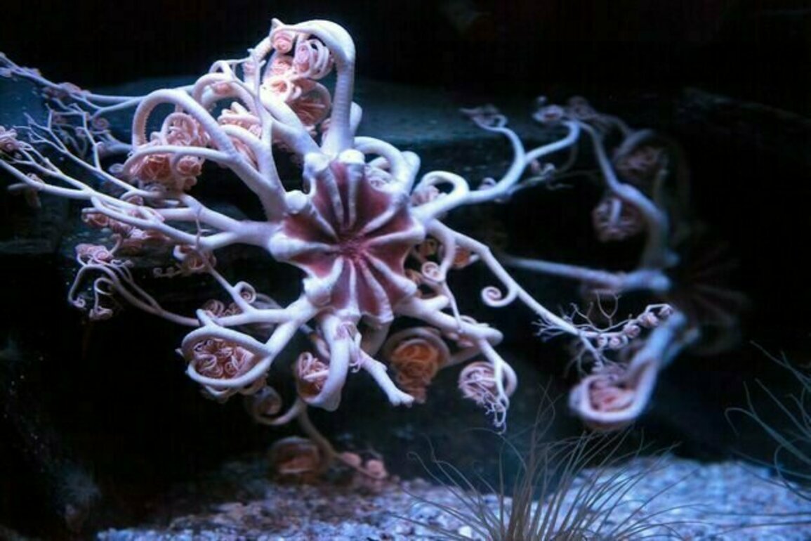 Five arms, no heart and a global family: what DNA revealed about the weird deep-sea world of brittle stars