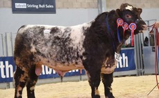 Top bid of 16,000gns for Stirling Beef Shorthorns